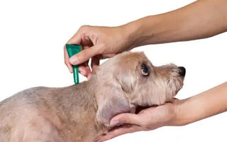 Puppy deworming schedule